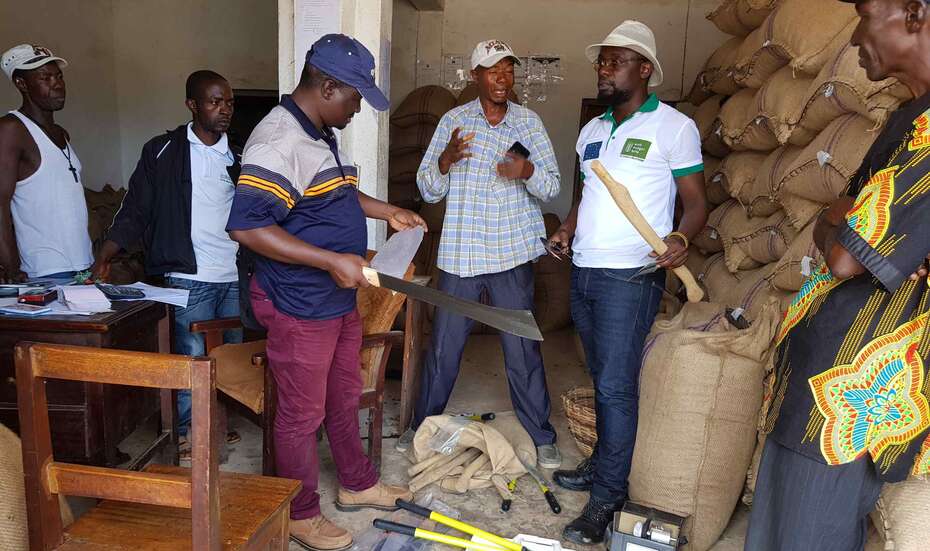 Kakaoarbeiter in Sierra Leone. Sie erhalten Start-Kits für den Kakaoanbau.