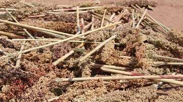 Durch Dürre und Schädlinge zerstörte Sorghum-Ernte.