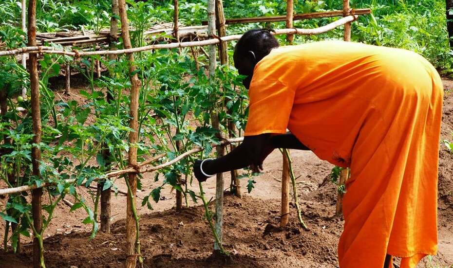 Eine Frau beim Tomatenanbau