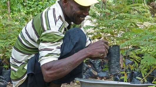 Wiederaufforstung in Haiti: Ein Mann pflanzt Baum-Setzlinge.