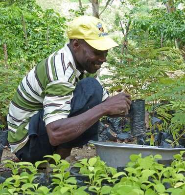 Wiederaufforstung in Haiti: Ein Mann pflanzt Baum-Setzlinge.