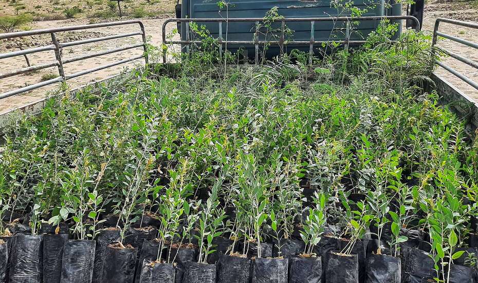 Baumsetzlinge auf einem offenen Transporter