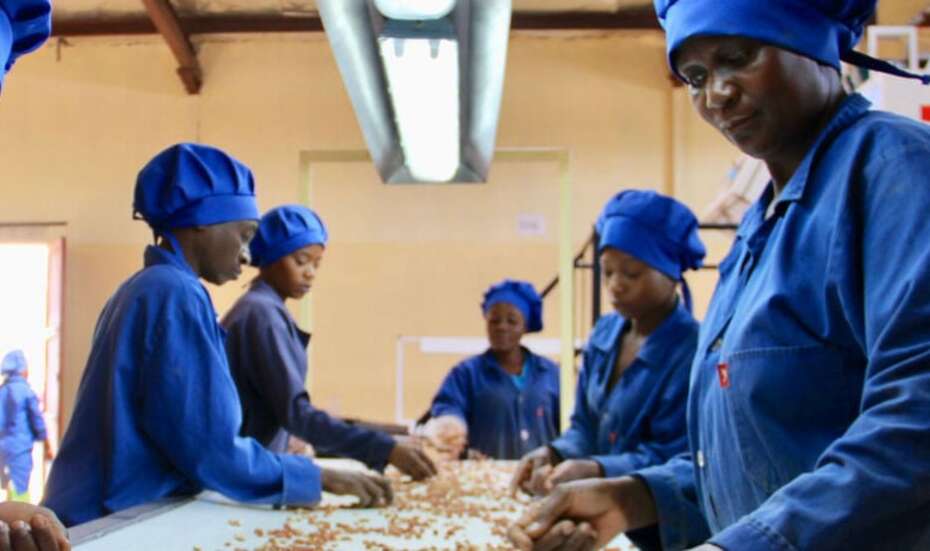Kleinbäuerinnen und -bauern in blauer Arbeitskleidung sortieren Bohnen in Sambia.