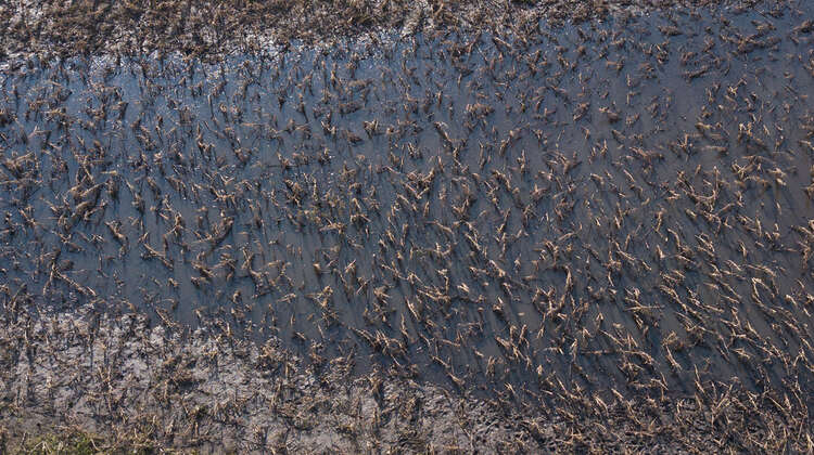 Ein zerstörtes Maisfeld aus der Vogelperspektive.