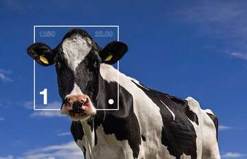 Foto von einer Kuh, sie blickt in die Kamera.