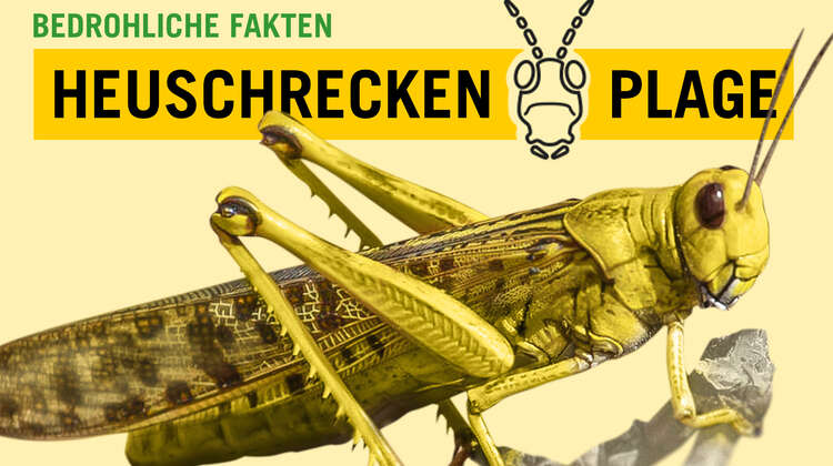 Poster Heuschreckenplage.