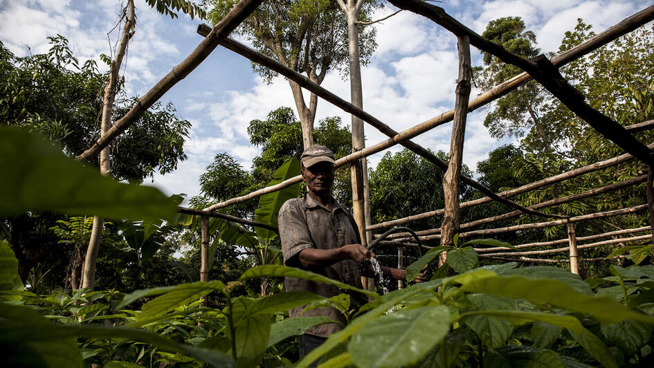 Ein Gärtner gießt Avocadosetzlinge in Montdésir, Haiti.