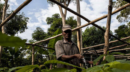 Ein Gärtner gießt Avocadosetzlinge in Montdésir, Haiti.