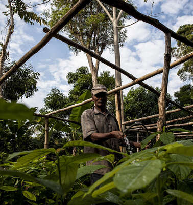 Ein Gärtner gießt Avocadosetzlinge in Montdésir, Haiti.