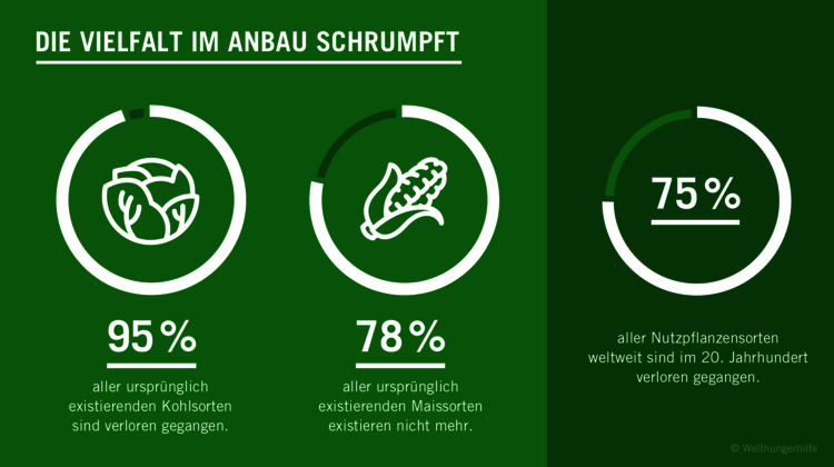 Grüne Grafik zum Thema Biodiversität. Text: Die Vielfalt im Anbau schrumpft. 95% aller ursprünglich existierenden Kohlsorten sind verloren gegangen. 78% aller ursprünglich existierenden Maissorten existieren nicht mehr. 75% aller Nutzpflanzensorten weltweit sind im 20. Jahrhundert verloren gegangen.