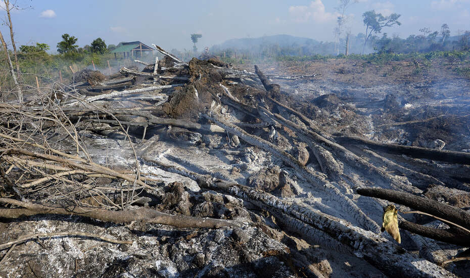 Für Kambodscha spenden. Bild: Illegal geschlagenes Holz.