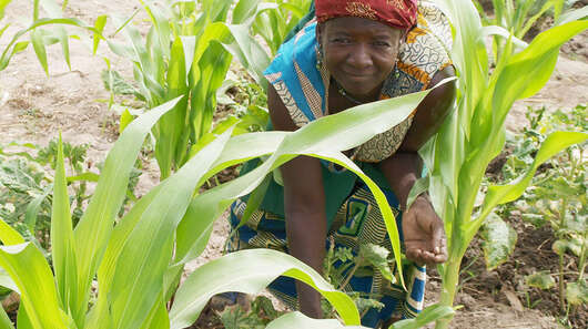 Burkina Faso, Produktion landwirtschaftlicher Produkte in Dissin und Ouessa, Burkina Faso, agricultural production, Dissin and Ouessa