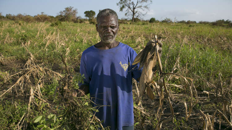 Ein Mann steht in einem zerstörten Maisfeld und zeigt eine seiner toten Pflanzen.