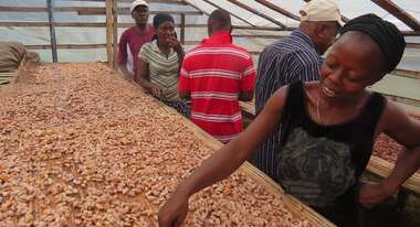 Eine Frau zeigt getrocknete Kakaobohnen, Sierra Leone.