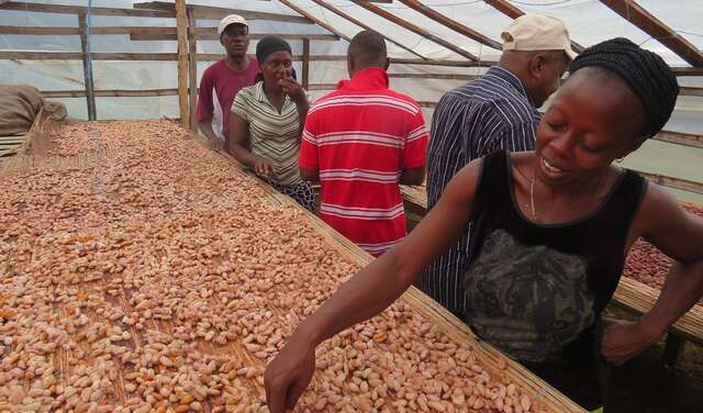 Eine Frau zeigt getrocknete Kakaobohnen, Sierra Leone.
