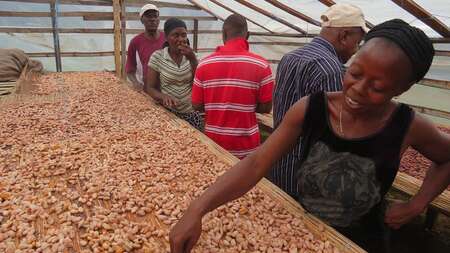 Eine Frau zeigt getrocknete Kakaobohnen, Sierra Leone.