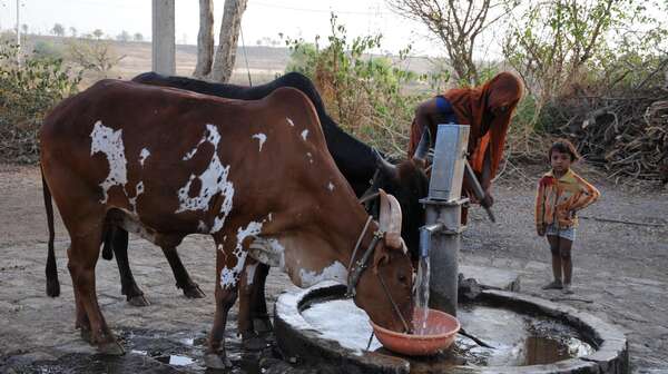 Zwei Kühe trinken Wasser aus einem Brunnen