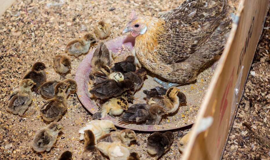 Küken und eine Henne in Burkina Faso