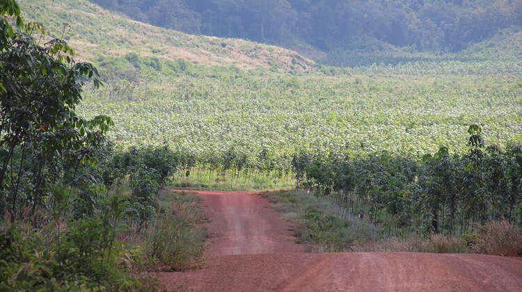 2014-landraub-kambodscha-weihermann.JPG Felder in Kambodscha