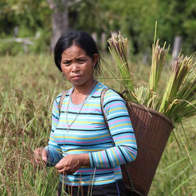 Frau mit Reisernte auf dem Rücken