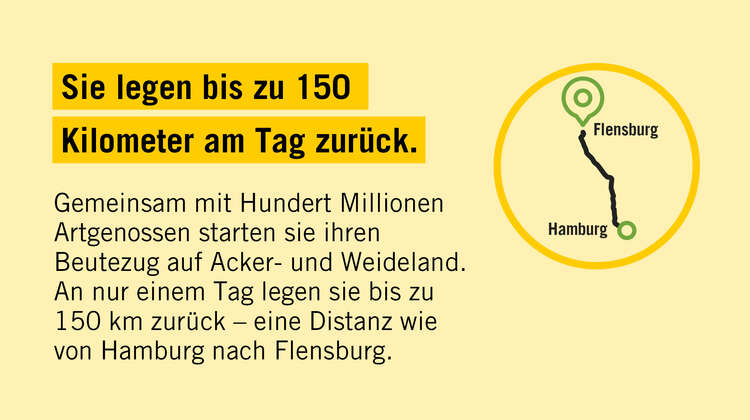 2020-illustration-heuschreckenposter-fact-04
