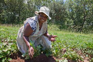 Lucy auf ihrem Feld mit Süßkartoffeln