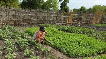 Eine Frau pflegt einen Schulgarten im Südsudan, 2022. 