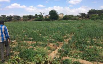 Ein bewässertes Feld.