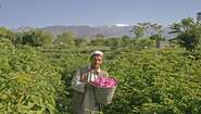 Afghan rose farmer