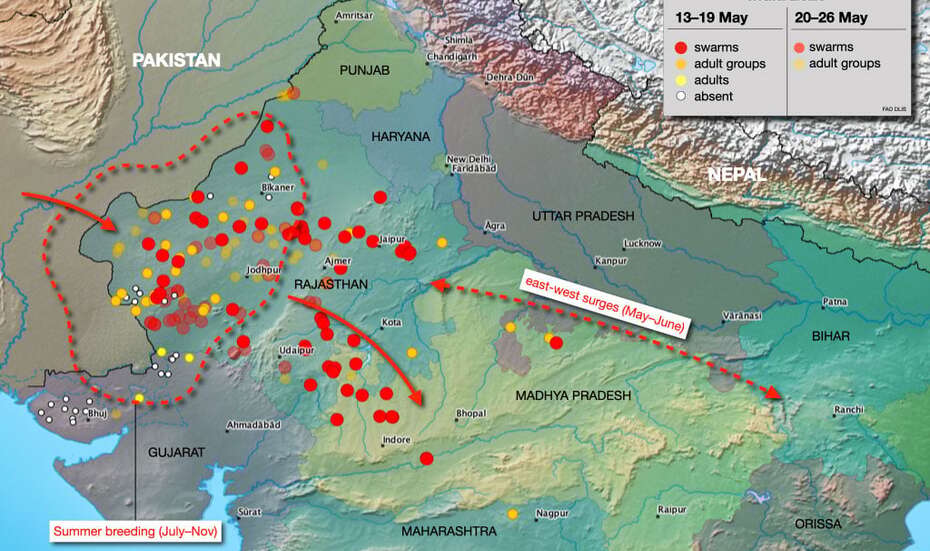 Die Karte der FAO zeigt die Ausbreitung der Heuschreckenplage in Pakistan und Indien, 2020.