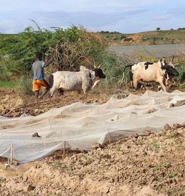Ein Bauer baut Bohnen an. Durch vorausschauendes humanitäres Handeln könnte etwa sein Saatgut resilienter werden.