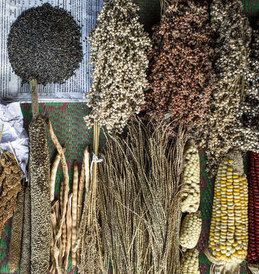 Breite Auswahl an Saatgutsorten eines Kleinbauern in Kerendiguda, Odisha, Indien