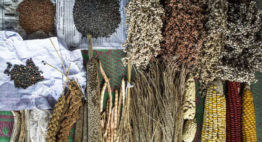 Breite Auswahl an Saatgutsorten eines Kleinbauern in Kerendiguda, Odisha, Indien