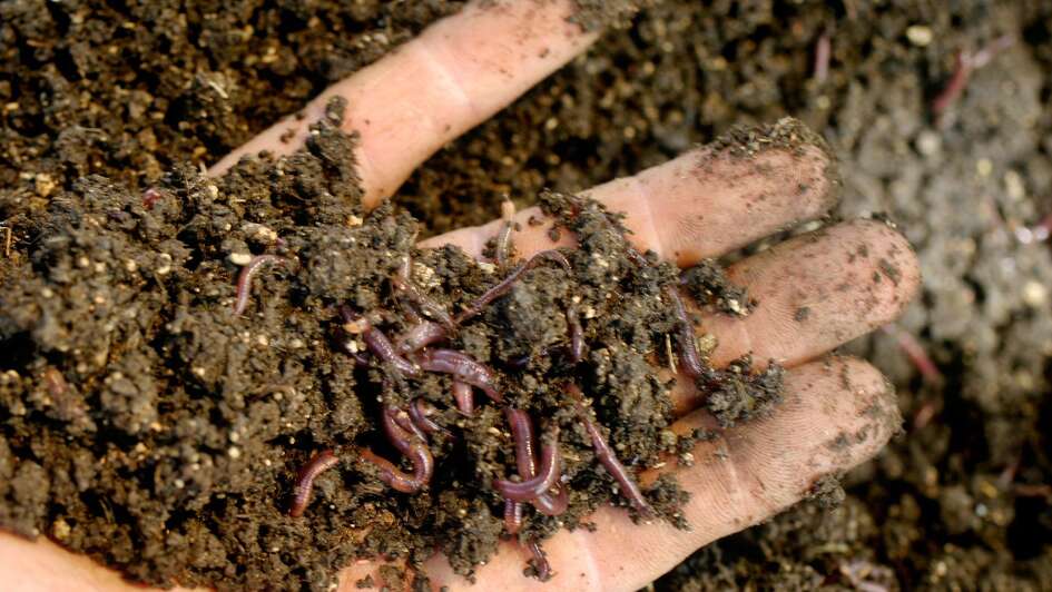 Hand mit Erde und Regenwürmern