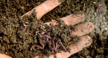 Hand mit Erde und Regenwürmern