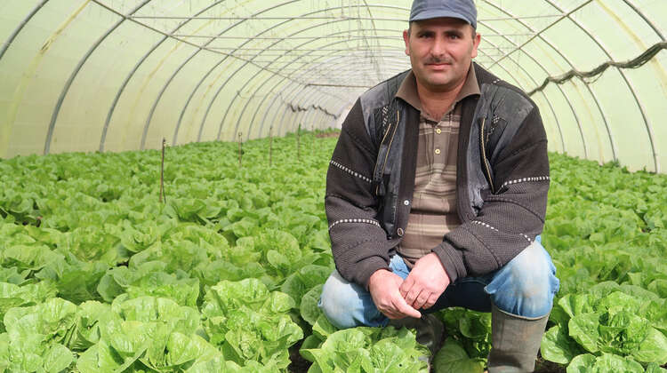 Ein Mann sitzt in seinem Gewächshaus, Libanon.