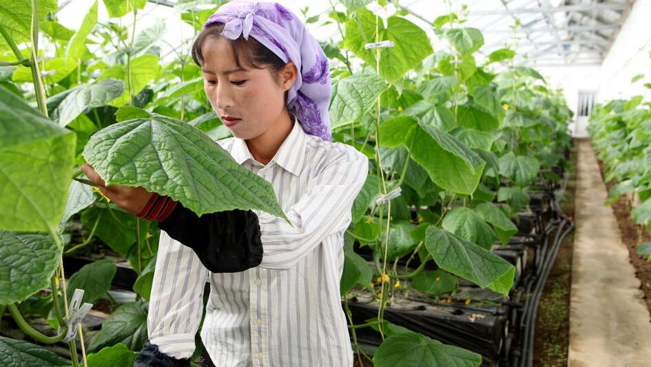 Nordkorea: Eine Alternative zum Reis