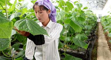 Nordkorea: Eine Alternative zum Reis