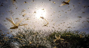 Viele fliegende Heuschrecken, im Hintergrund sieht man Bäume und Gebüsche.