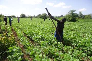 Feldarbeiter bei der Ernte.