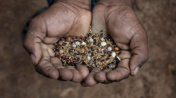 Hände zur Schüssel geformt halten Samen