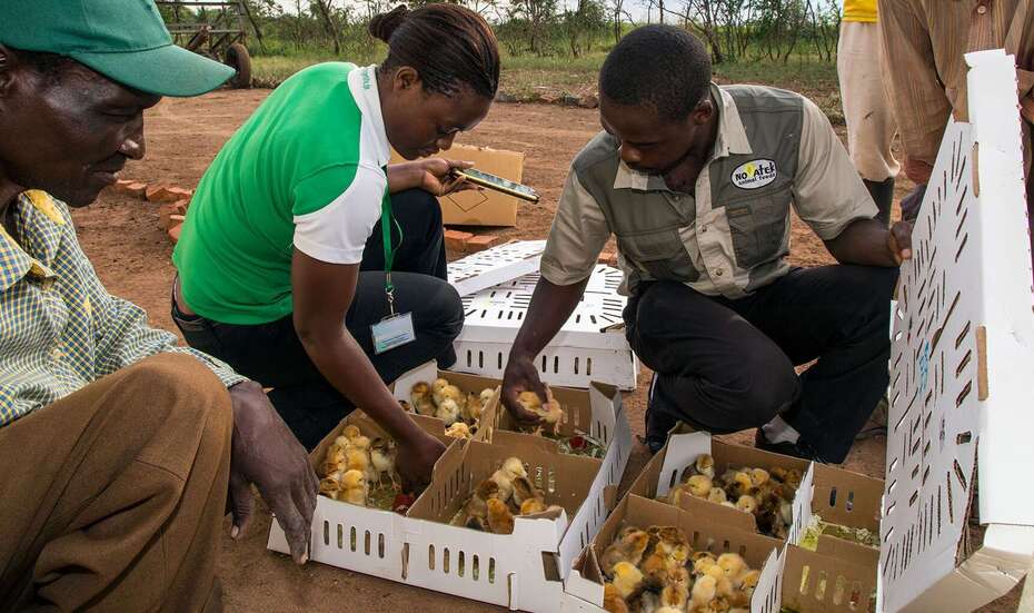 Spenden für Simbabwe - Bild: Mehrere Personen hocken um einen Karton gefüllt mit lebenden Küken