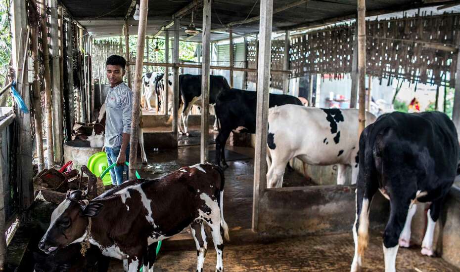 Renu Balas Sohn arbeitet im Stall, Bangladesch.