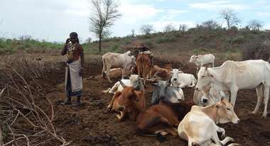 Eine Hirtin mit ihrem Vieh.