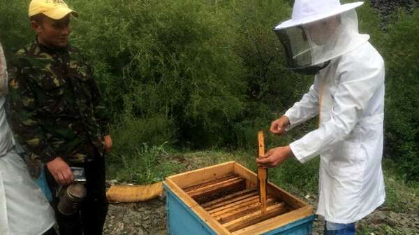 Imker am Bienenstock