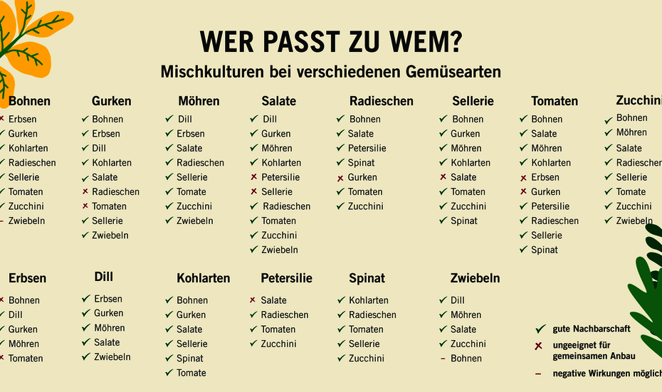 Permakultur Übersicht: welche Gemüsearten können nebeneinander gepflanzt werden und welche besser nicht, 2022.