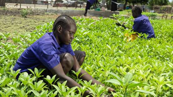 Monatlich spenden: Pflege eines Schulgartens im Südsudan