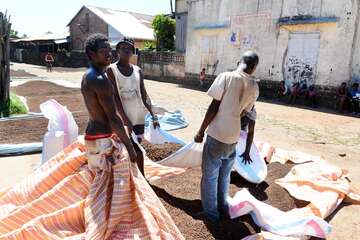 Männer beim Nelkenanbau