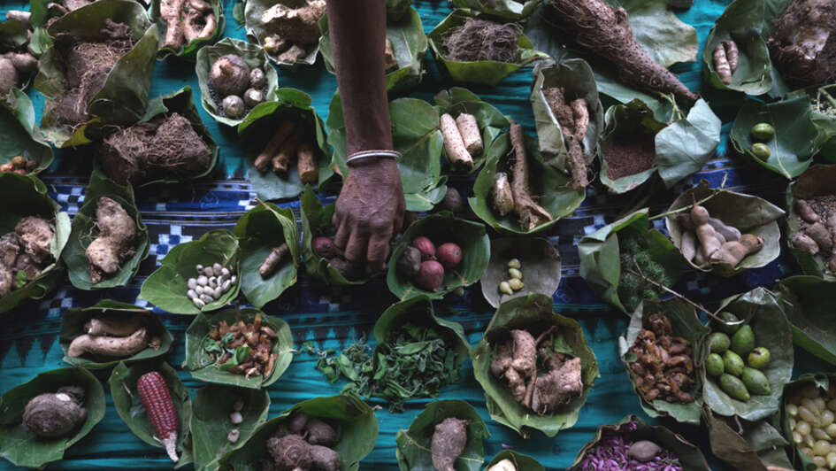 Detailaufnahme von verschiedenen unkultivierten Nahrungsmitteln aus dem Wald.