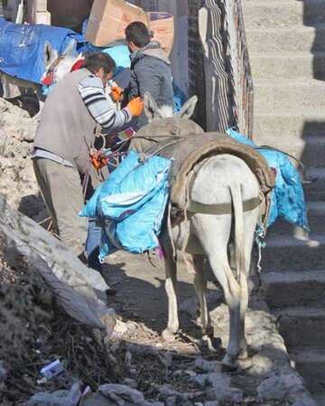 Esel hilft beim Transport